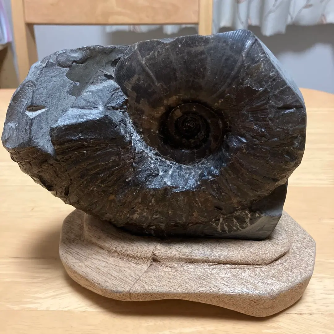 2026年最新】アンモナイト 北海道の人気アイテム - メルカリ