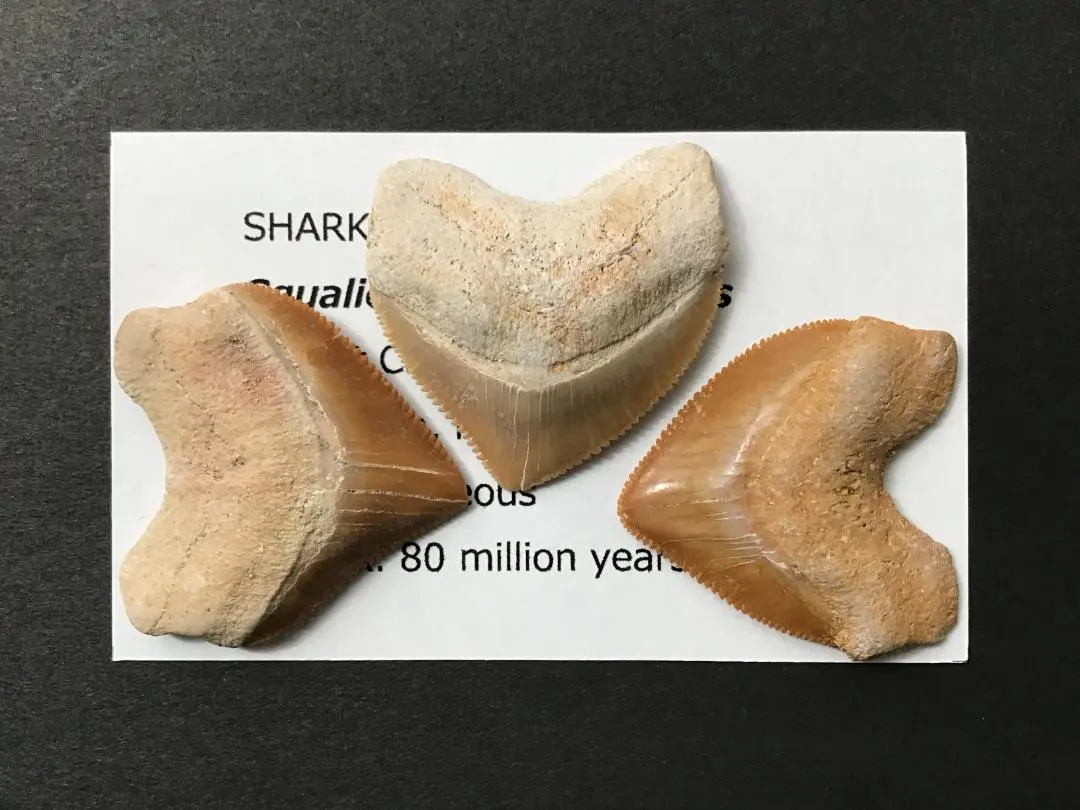 2026年最新】ホホジロザメの歯の人気アイテム - メルカリ
