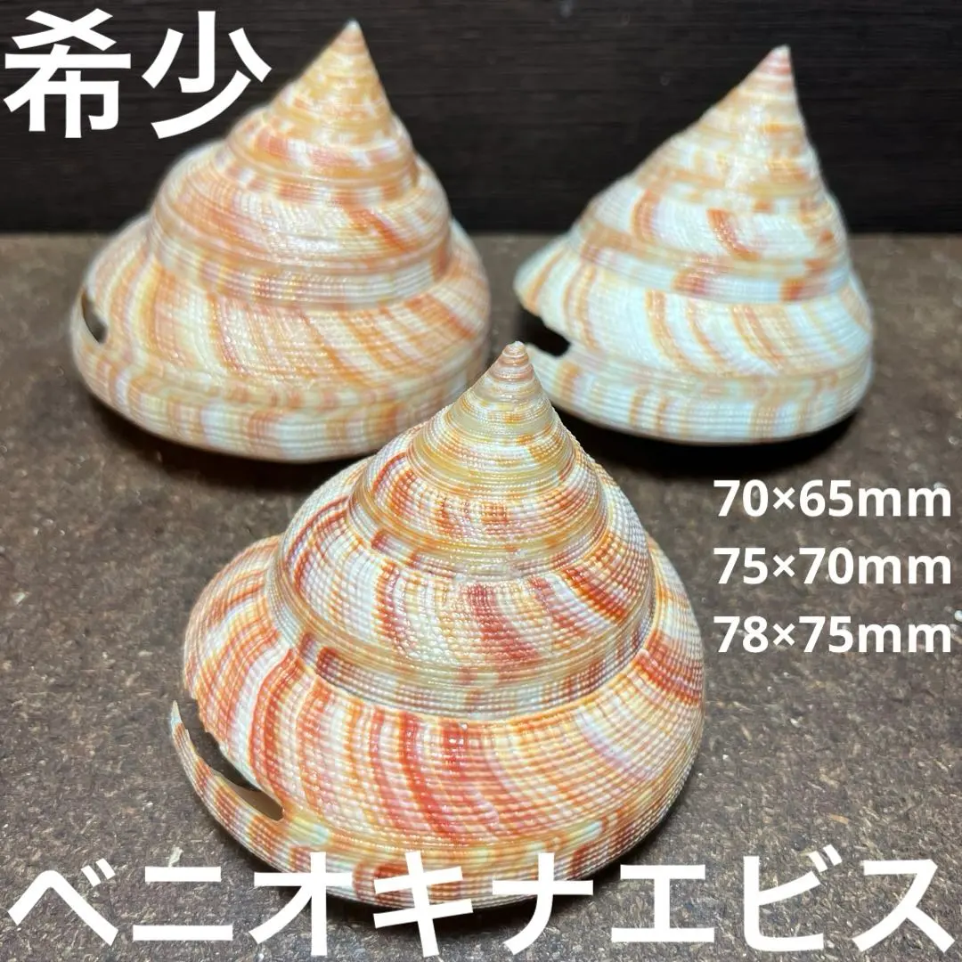 2026年最新】オキナエビスの人気アイテム - メルカリ