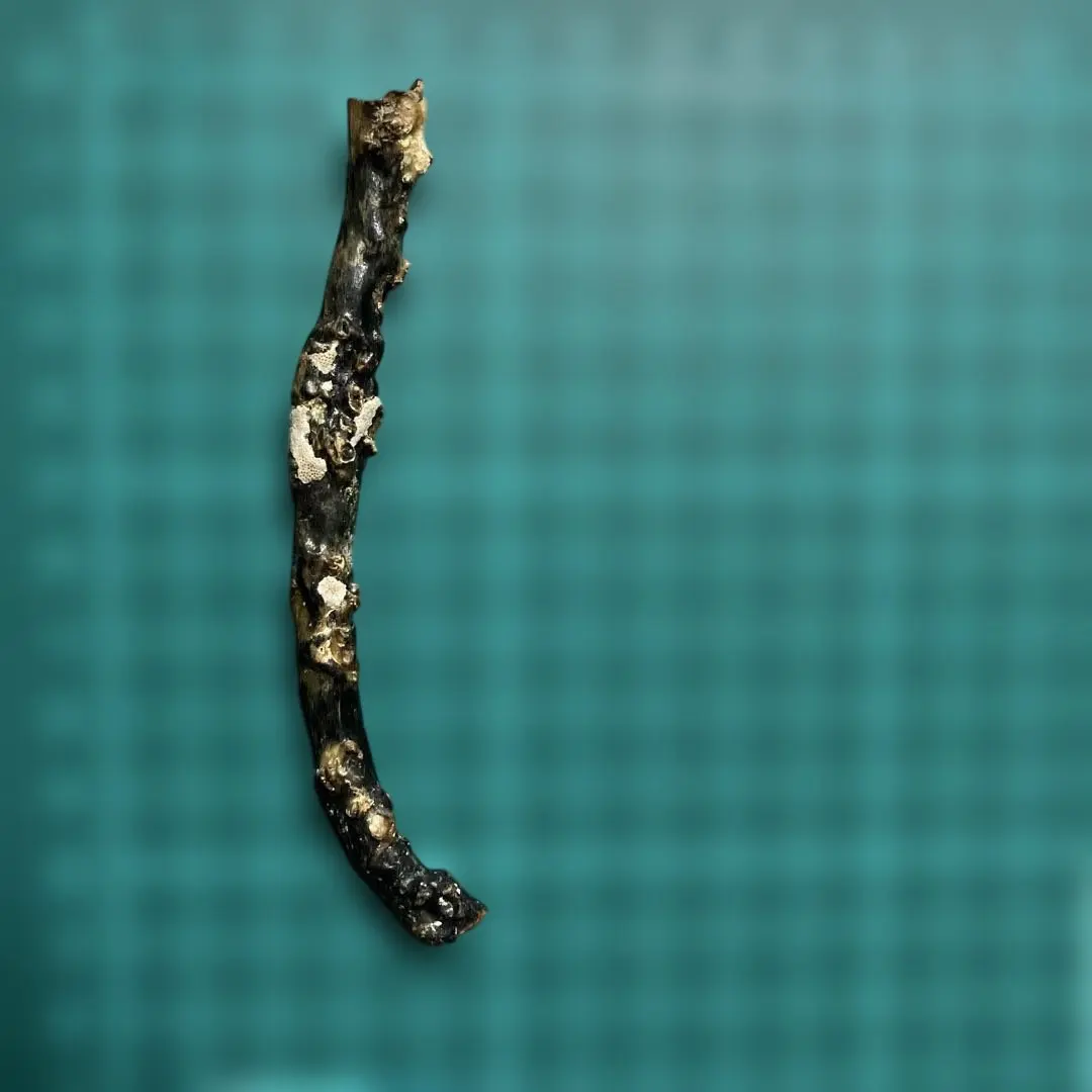 2026年最新】深海松の人気アイテム - メルカリ