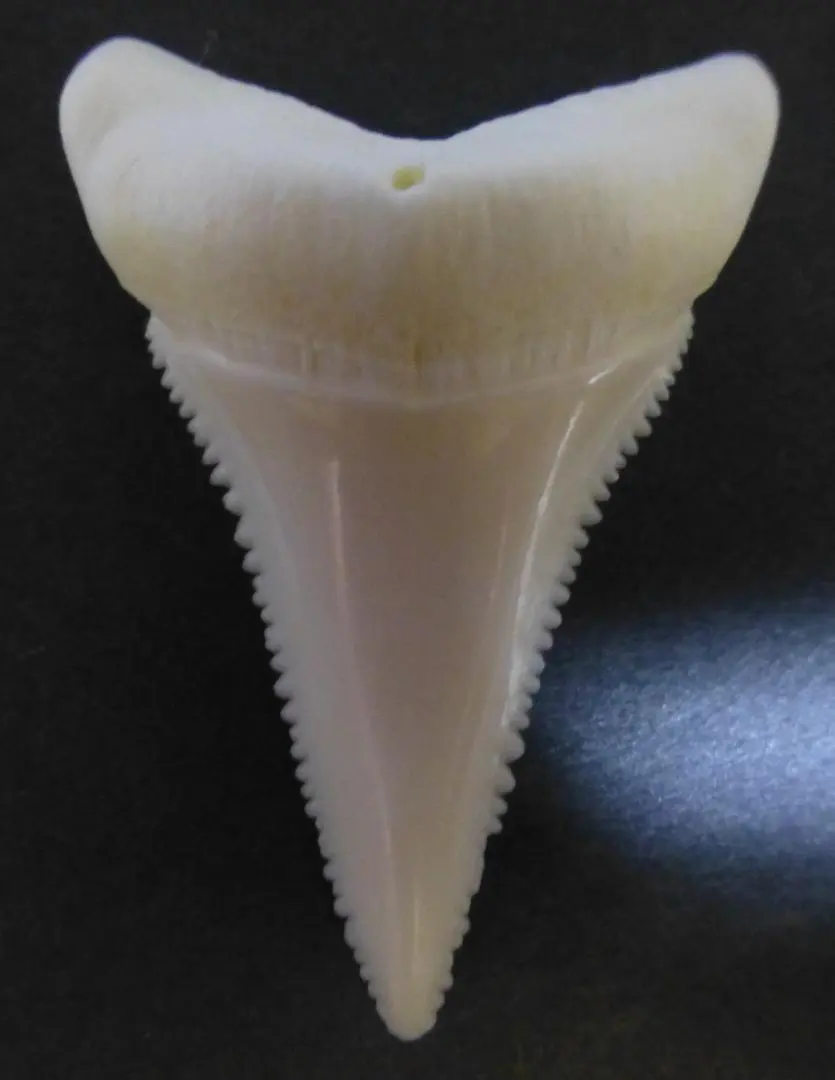2026年最新】ホホジロザメの歯の人気アイテム - メルカリ