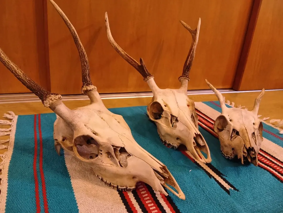2026年最新】鹿 角 トロフィーの人気アイテム - メルカリ