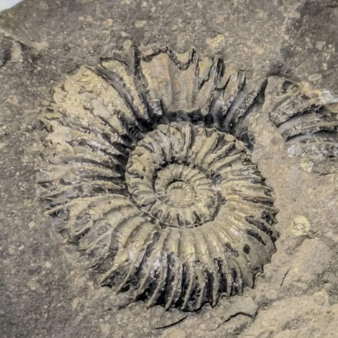 2026年最新】ネパール アンモナイトの人気アイテム - メルカリ