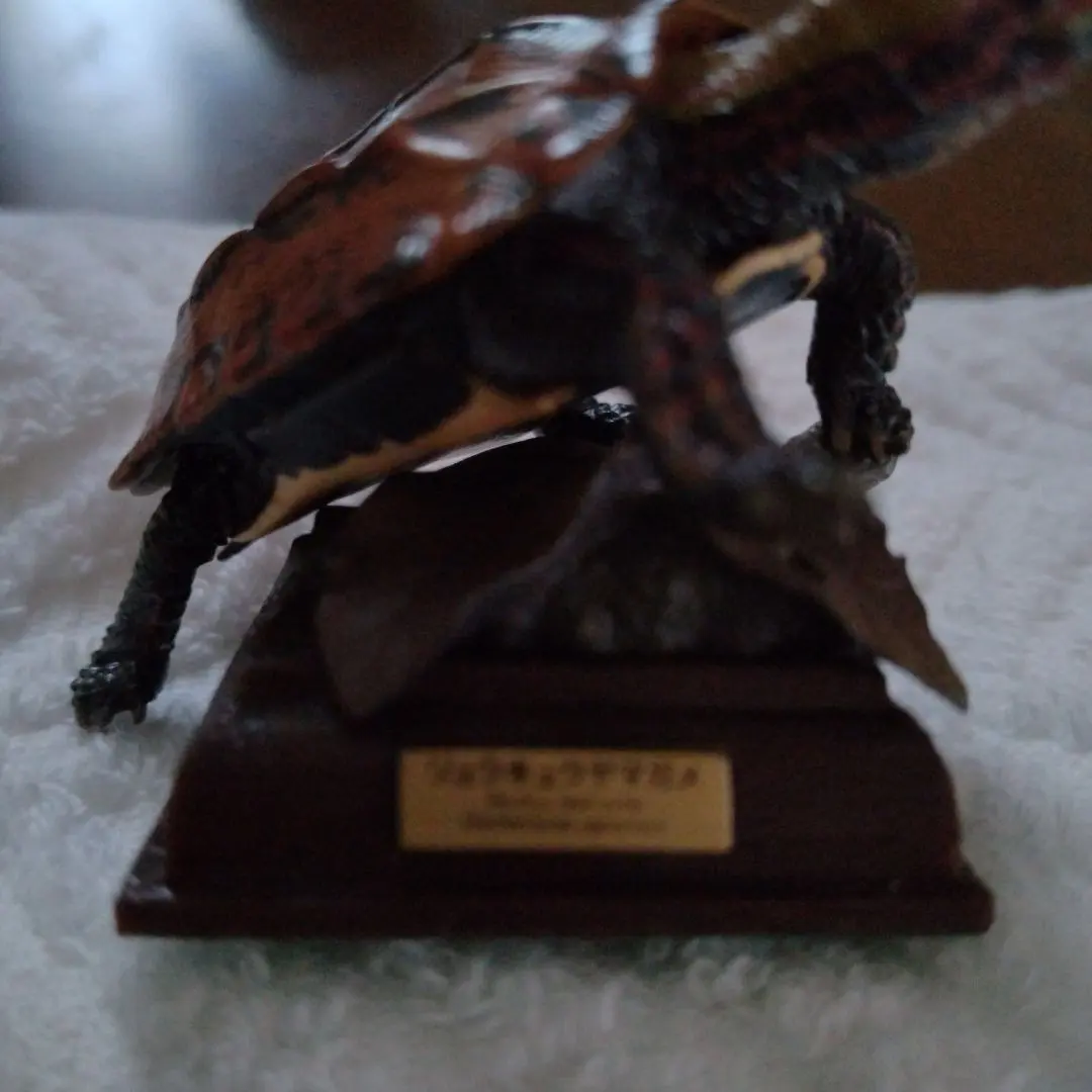 2026年最新】リュウキュウヤマガメの人気アイテム - メルカリ