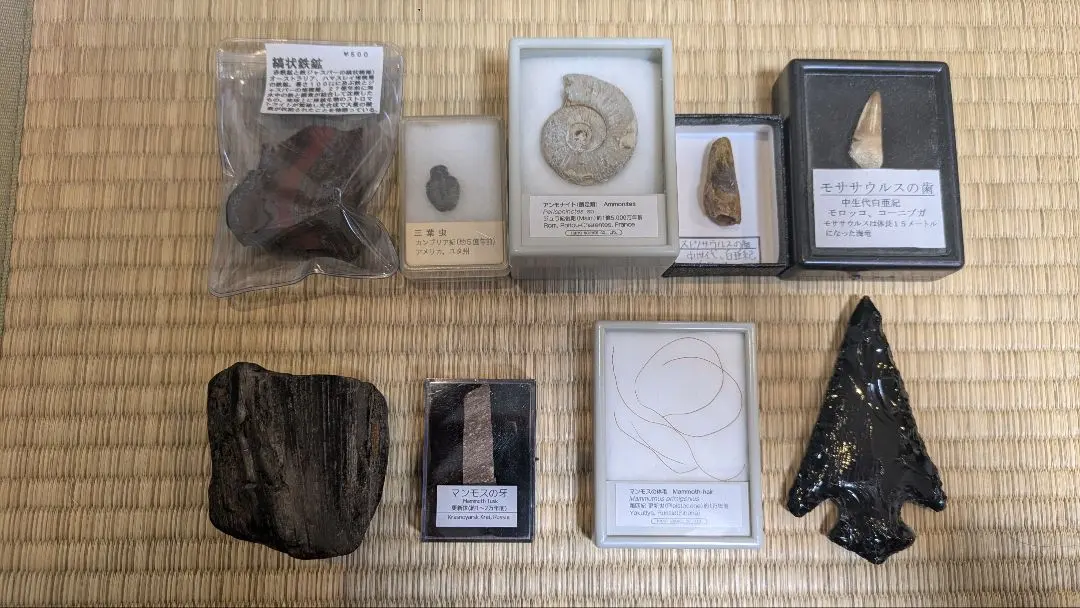 2026年最新】マンモス化石の人気アイテム - メルカリ