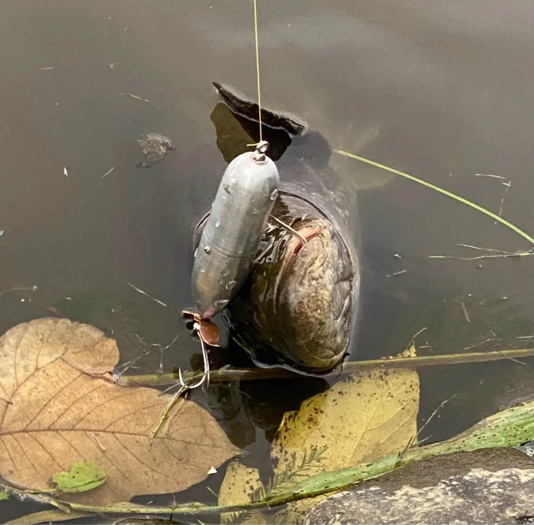 2026年最新】グッドモーニングインベーダーの人気アイテム - メルカリ