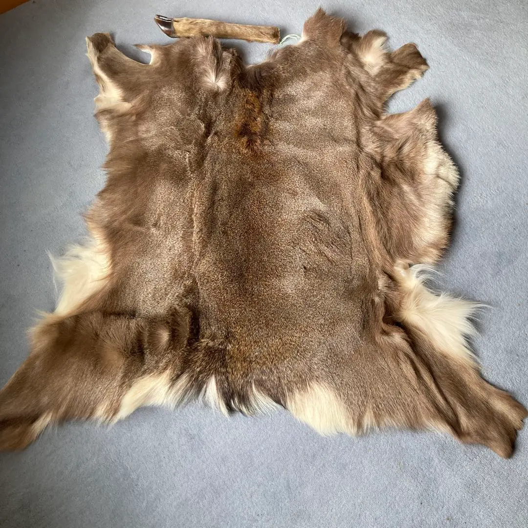2026年最新】鹿毛皮の人気アイテム - メルカリ