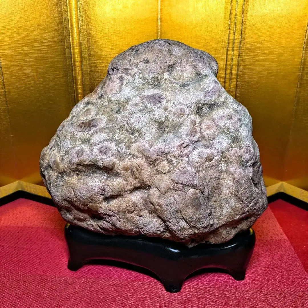 2026年最新】菊紋石の人気アイテム - メルカリ