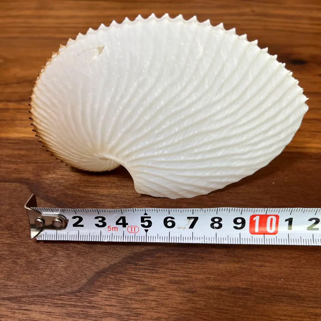 2026年最新】アオイガイの人気アイテム - メルカリ