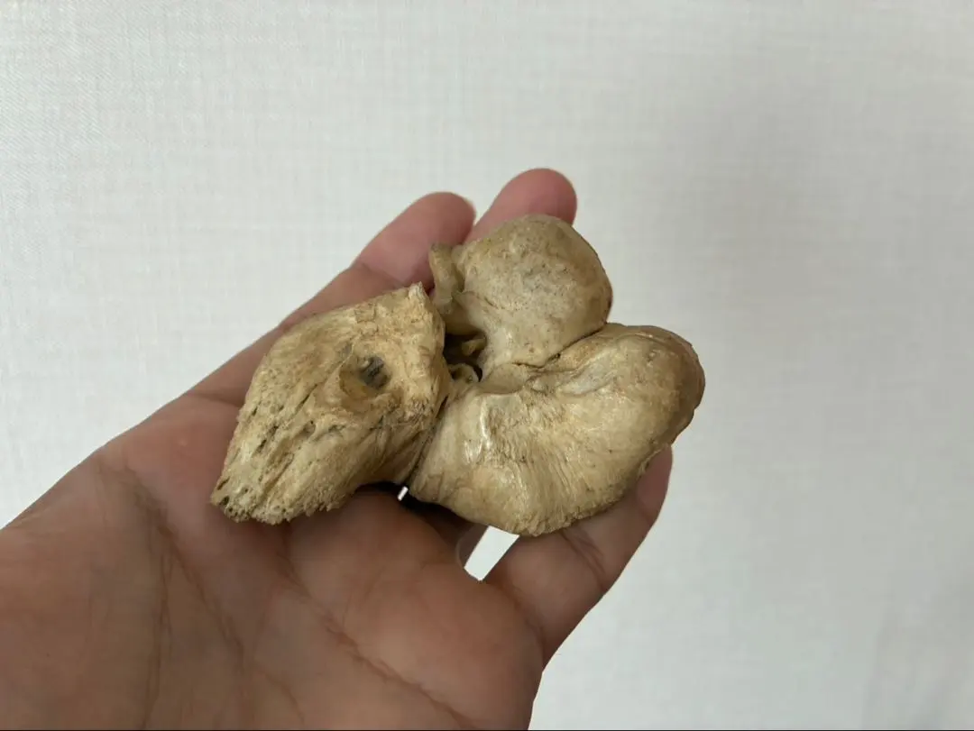 2026年最新】クジラの耳骨の人気アイテム - メルカリ