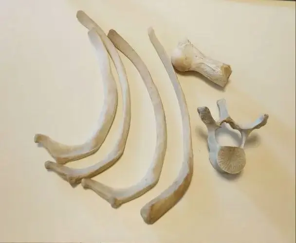 2026年最新】イルカの骨の人気アイテム - メルカリ