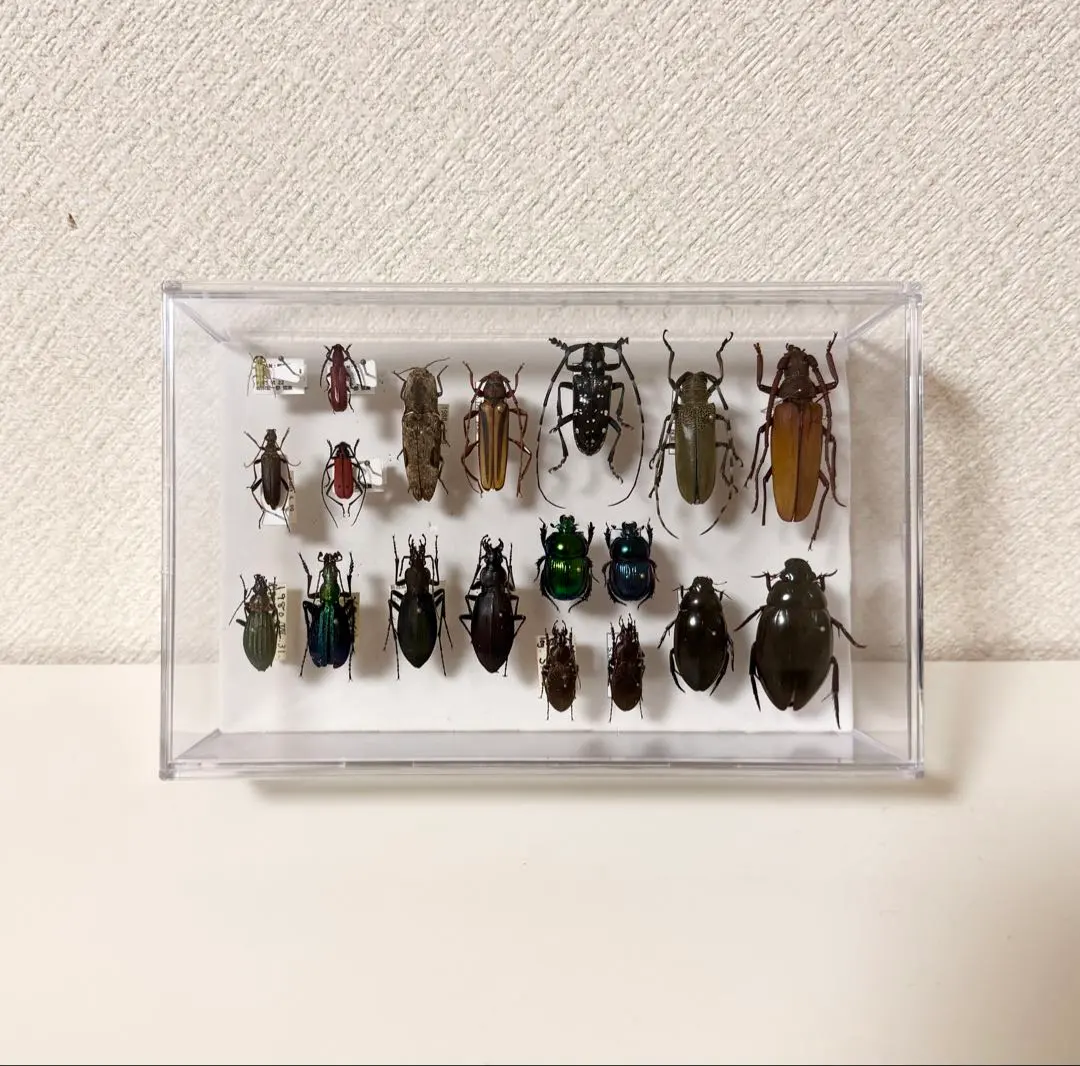 2026年最新】カブトガニ 標本の人気アイテム - メルカリ