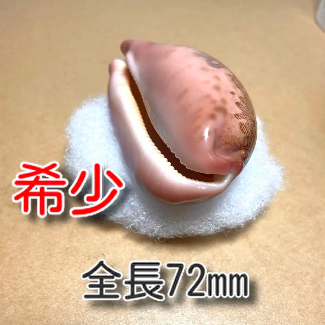 2026年最新】貝標本 ダカラの人気アイテム - メルカリ