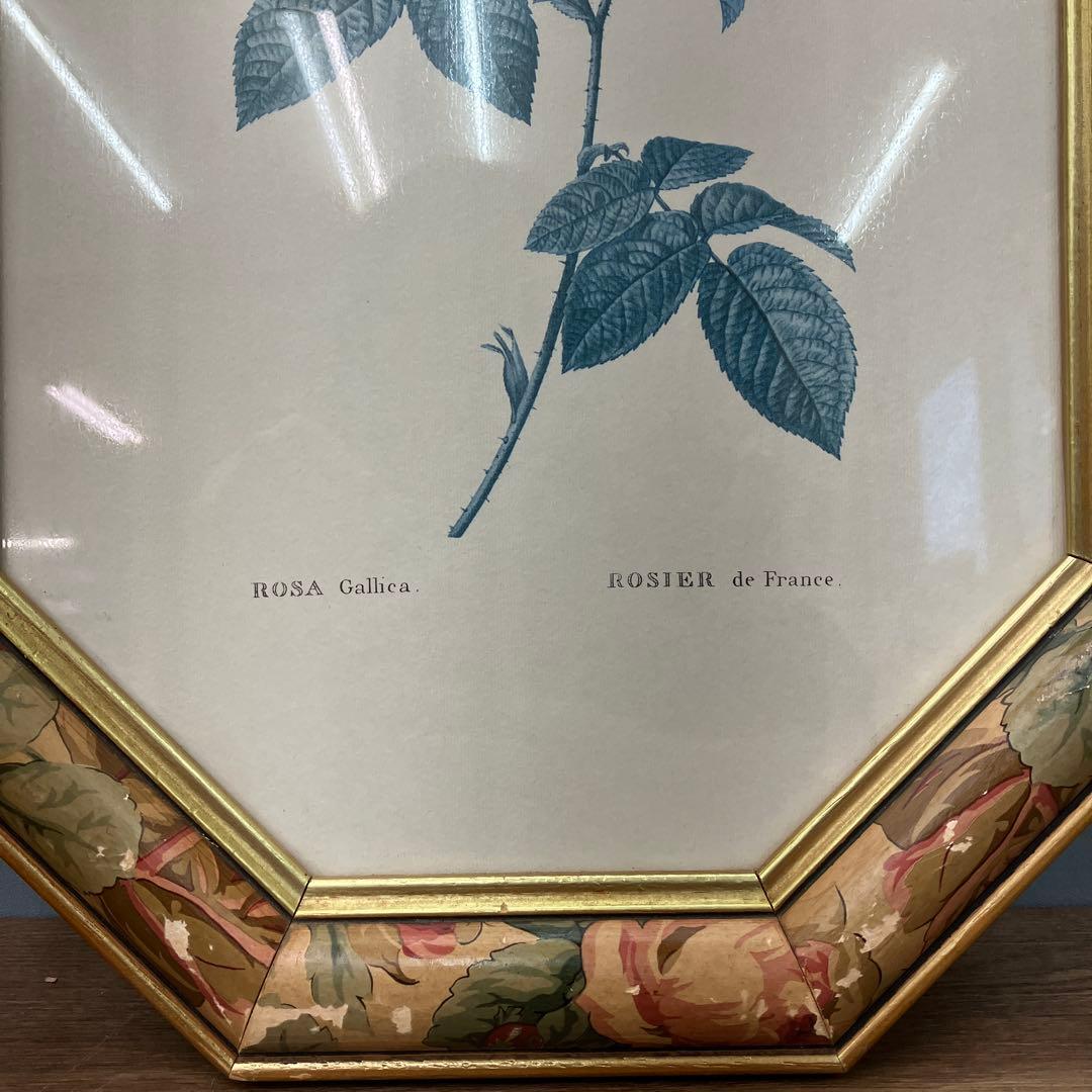 【イタリア製】ボタニカルアート 八角形 額縁 額装 薔薇 ロサ・ガリカ 花 絵画