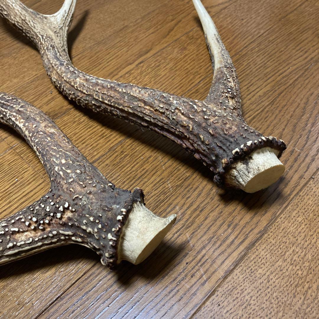鹿の角 シカのツノ 約65cm 2本 - メルカリ