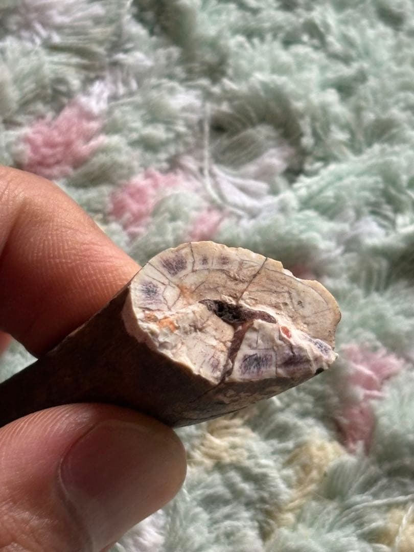 5.6cm 古代の巨大ワニ　サルコスクス　歯　化石