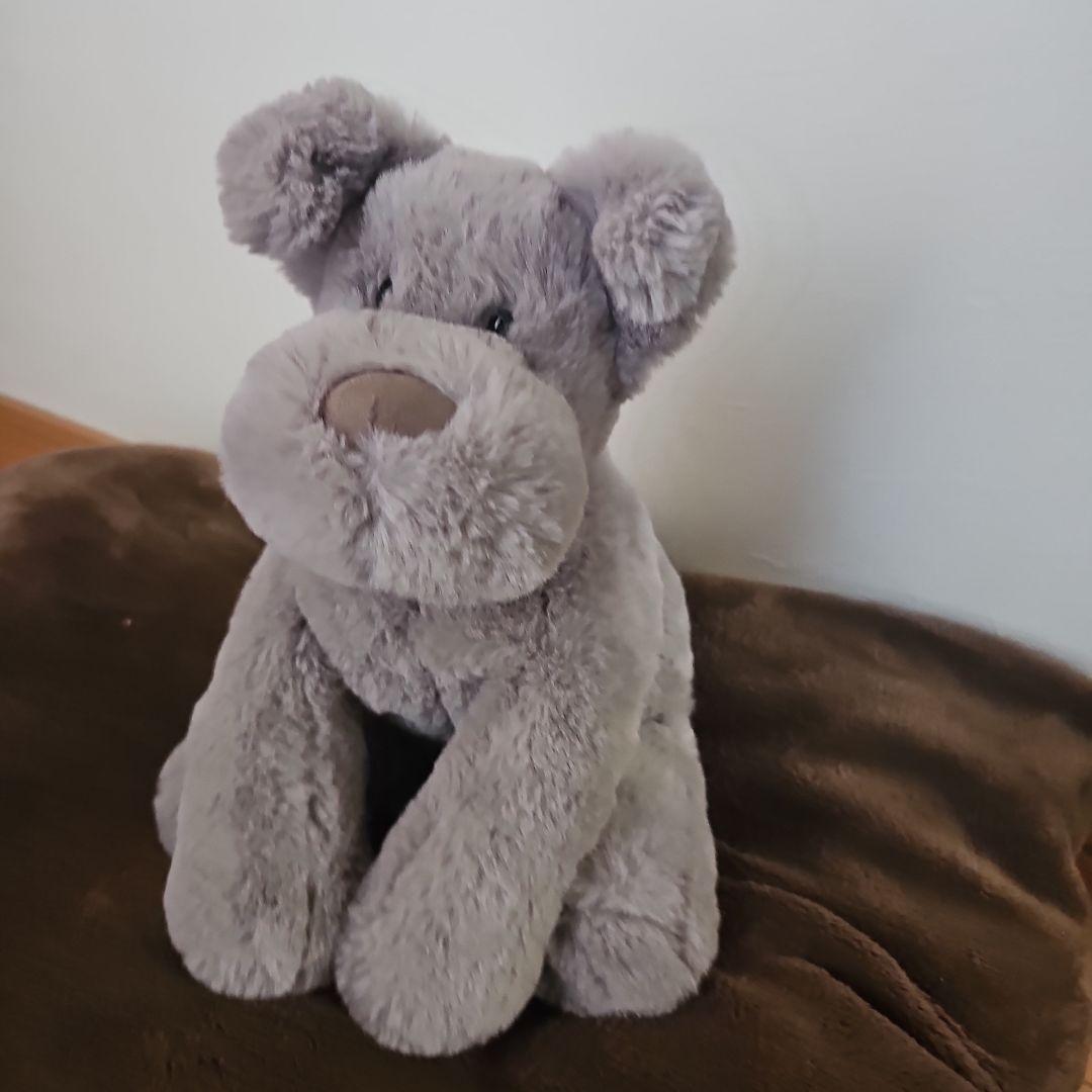 ジェリーキャット Jerry Cat 犬