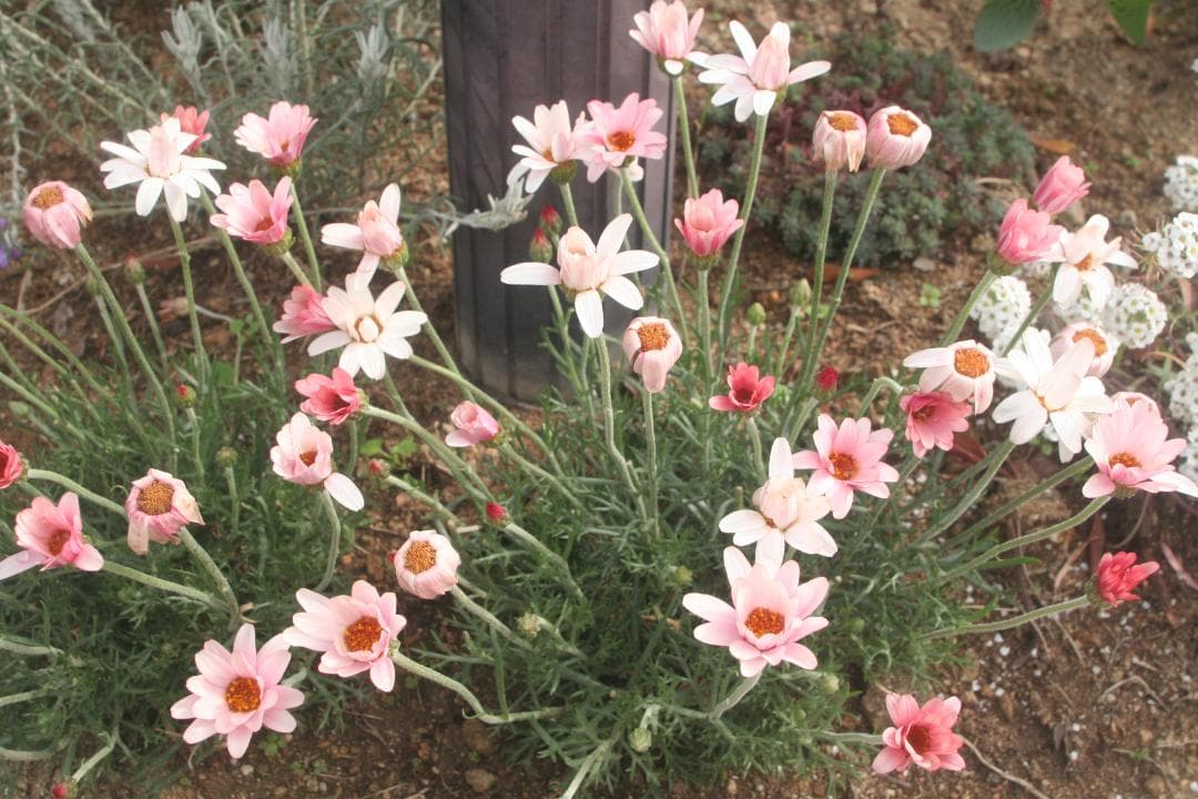 超広角ズームレンズ♪　CANON 20-35mm F3.5-4.5 USM