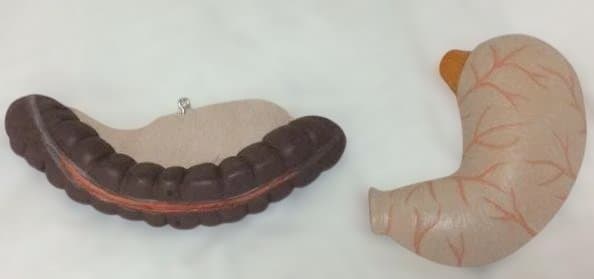 実物大人体模型 消化器系 3分解モデル 3B Smart Anatomy - メルカリ