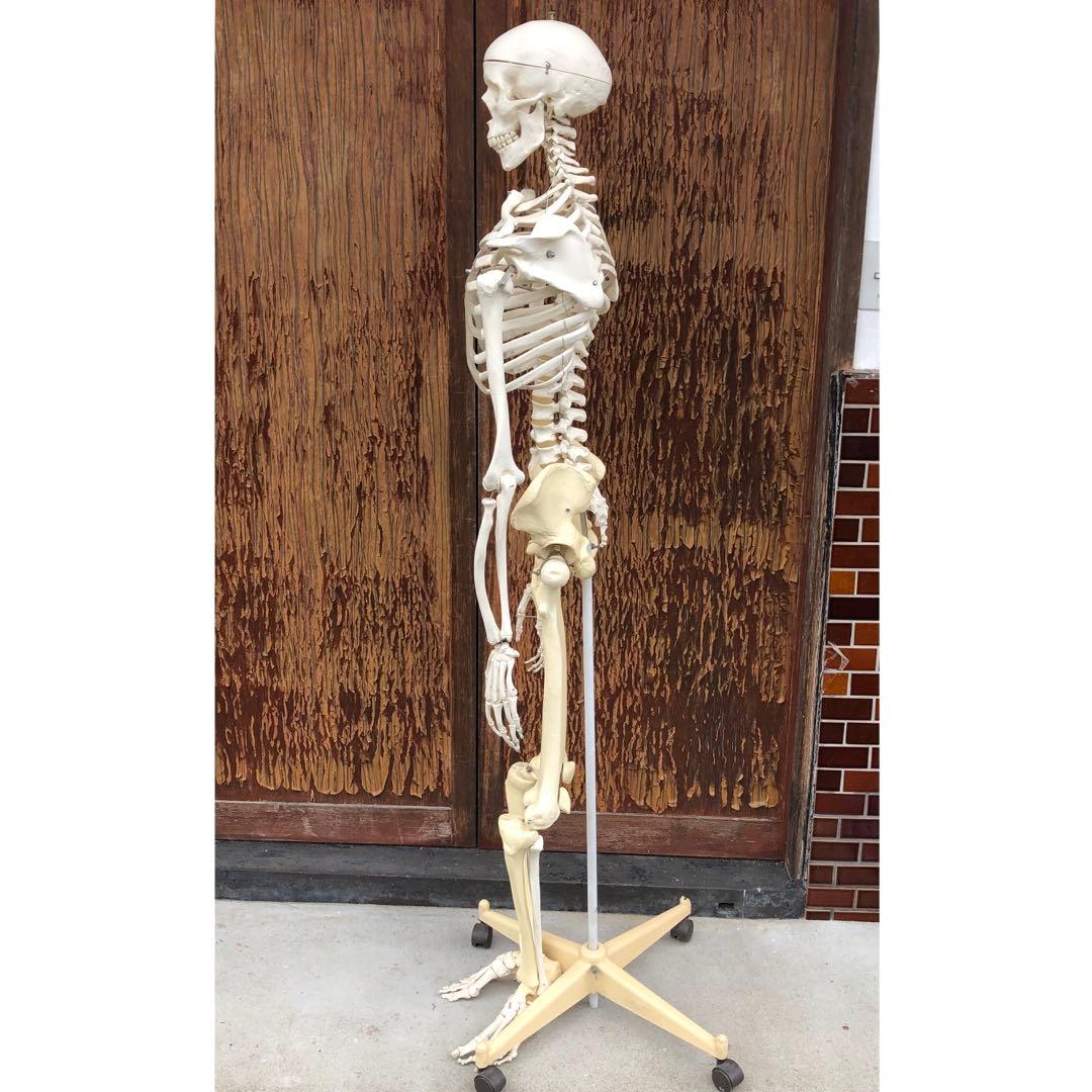 3B 人体模型 等身大 ドイツ 3B Scientific社 全身骨格模型 - メルカリ