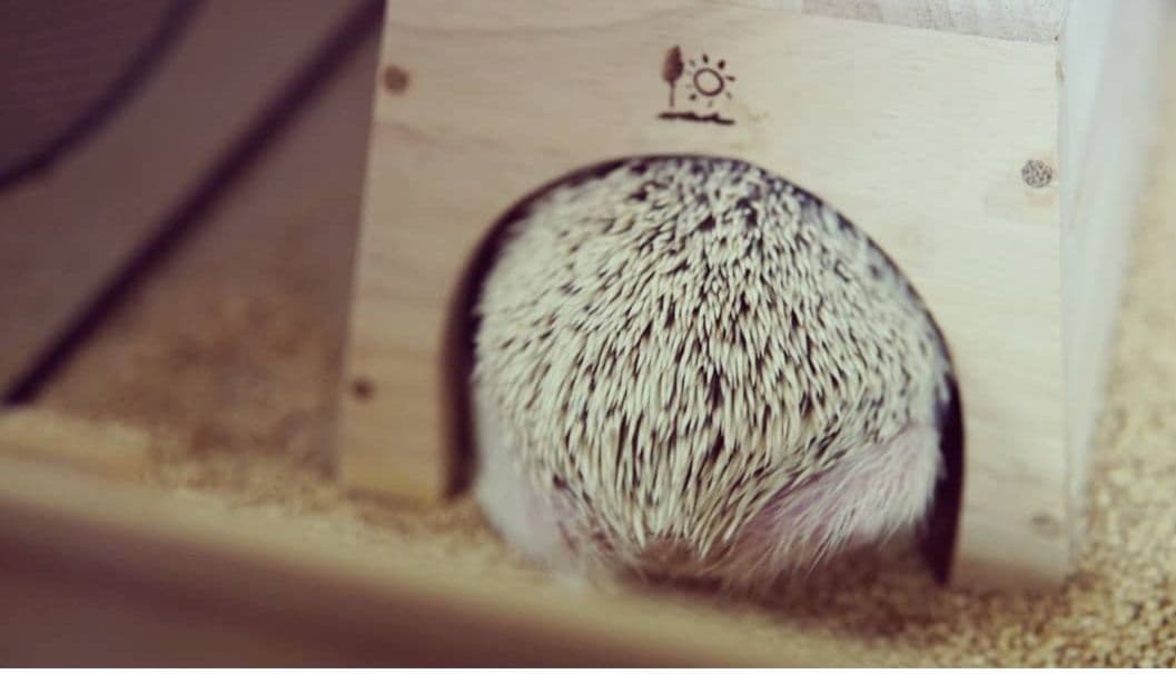 SONY E PZ 16-50mm F3.5-5.6 OSS レンズのみ