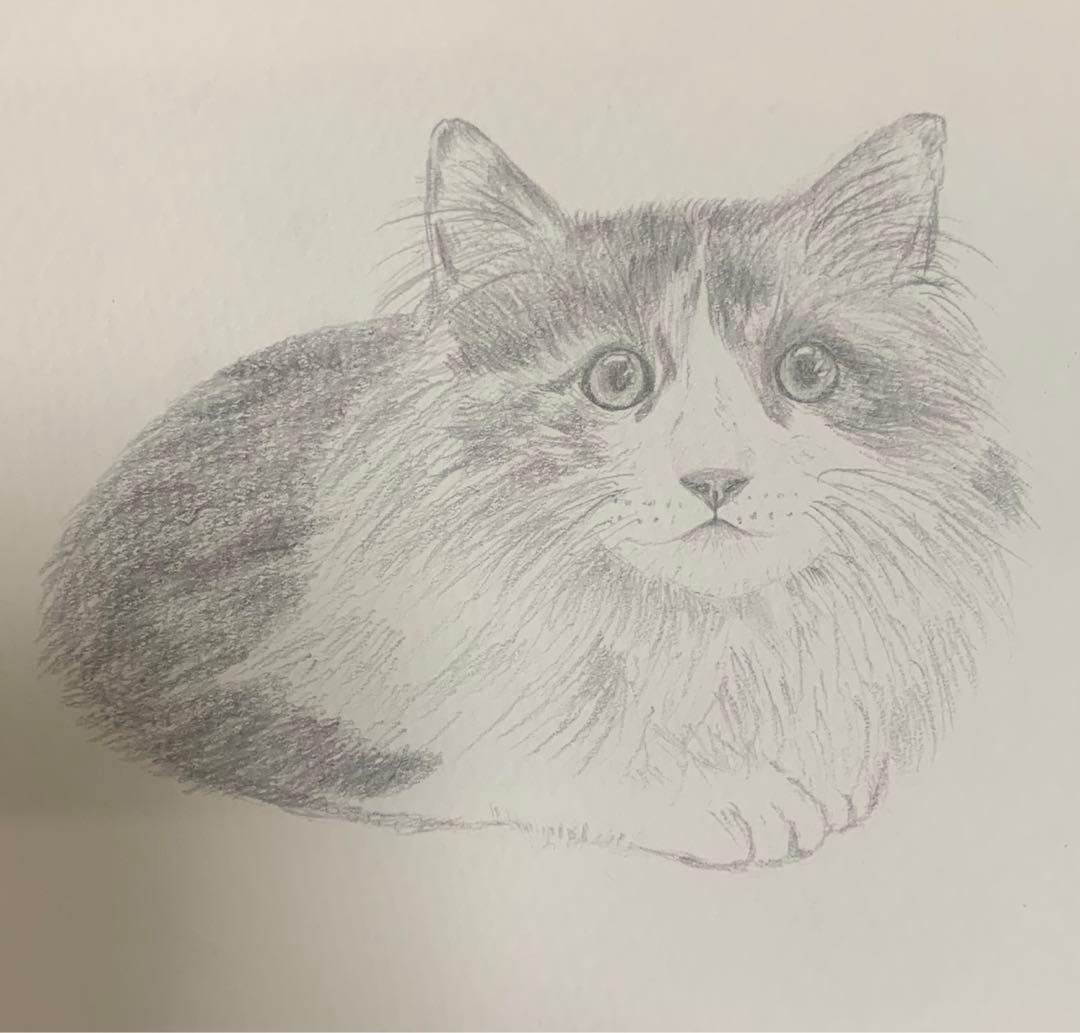 猫 鉛筆画 手描き デッサン イラスト ノルウェージャンフォレスト