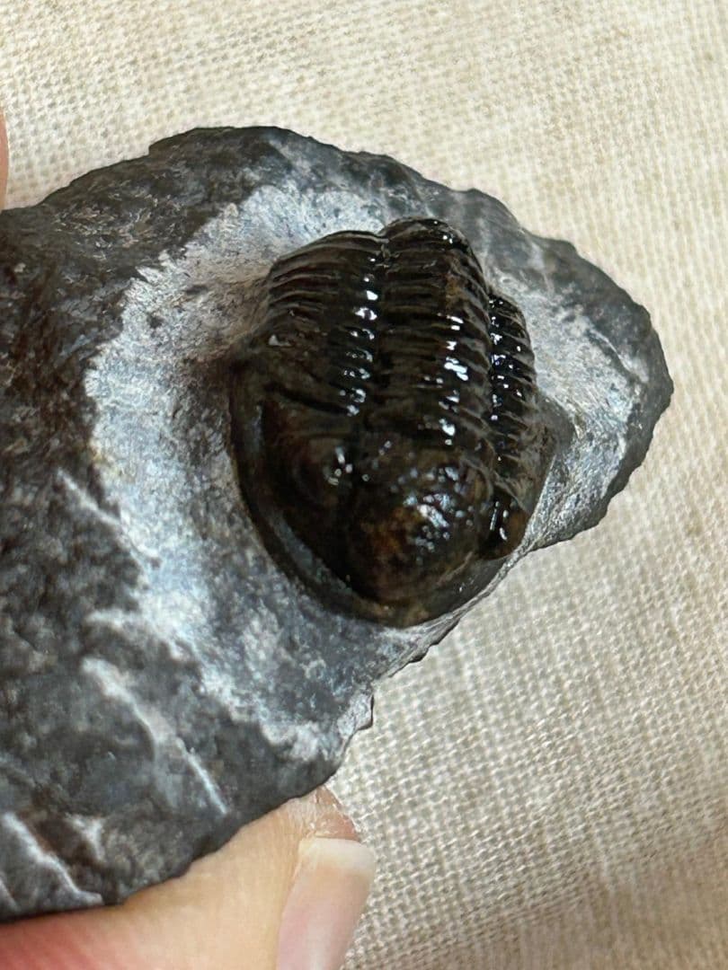 三葉虫モロッコ産⑦ゲラストスGerastos？化石デボン紀 - その他最 安値