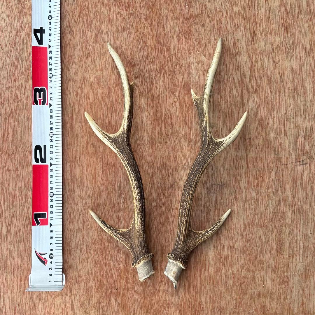 鹿の角 一対（2本セット）⑧ - メルカリ