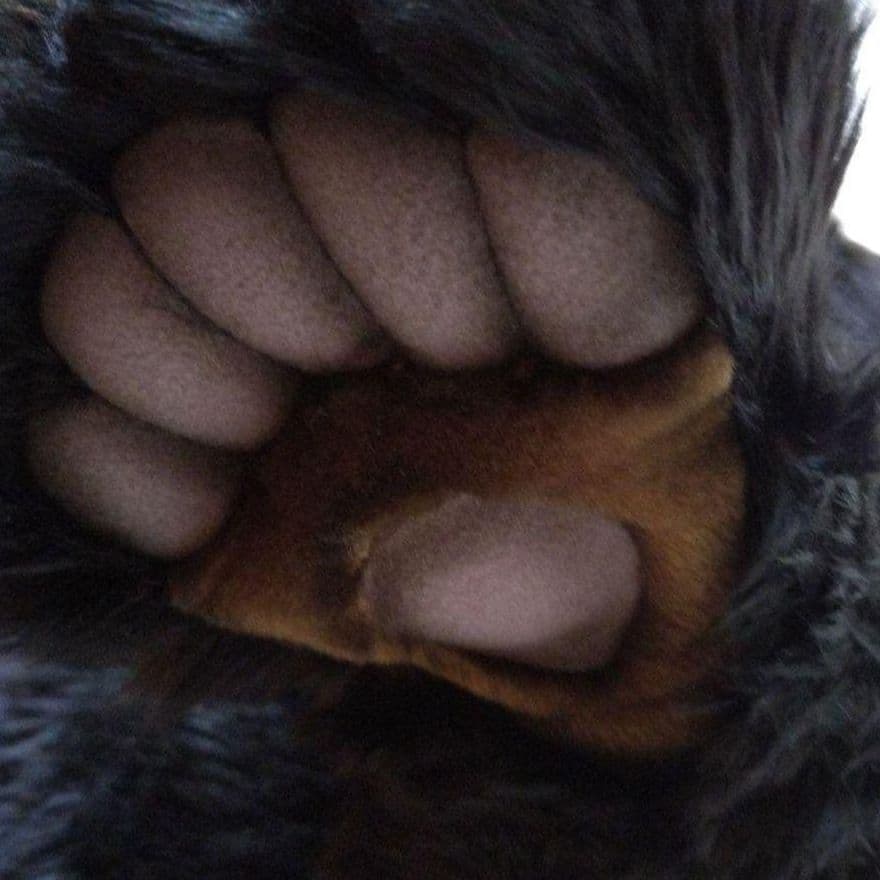 Hansa 約90cm ぬいぐるみ　熊　ベア