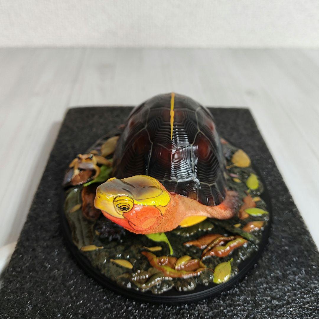 動物の惑星】☆セマルハコガメ☆写実シリーズ.自然界第4弾