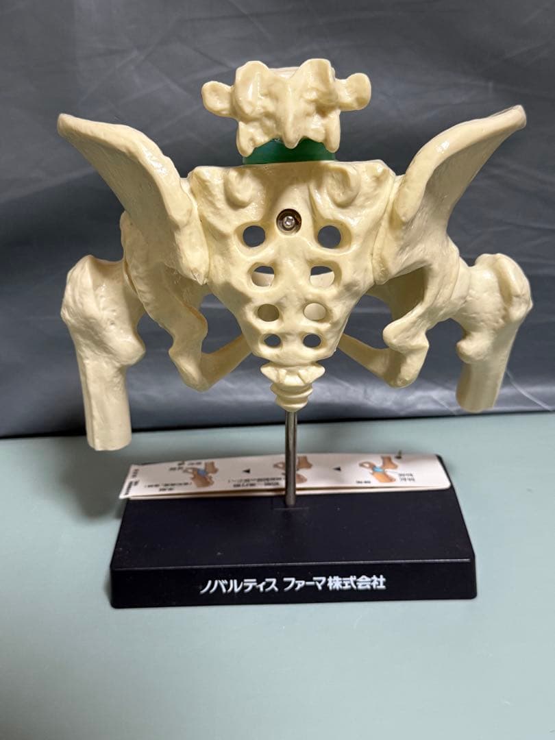 Voltaren 骨盤模型 大腿骨付き腰椎 脊髄 骨格模型　骨模型 人体模型