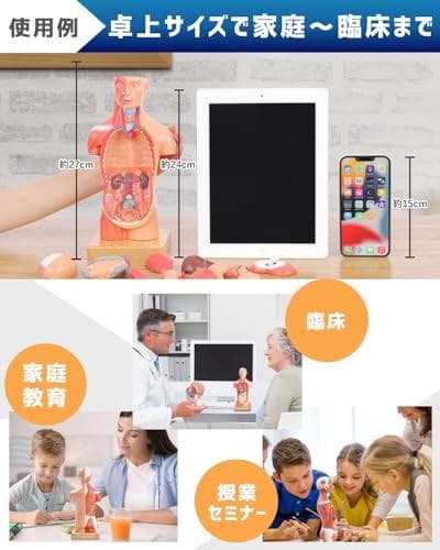 AKIYOMARU ソフトな質感で15分解できる卓上サイズの人体解剖模型 人体模