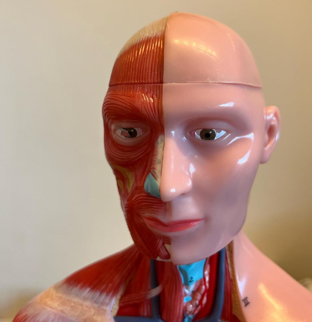 AKIYOMARU ソフトな質感で15分解できる卓上サイズの人体解剖模型 人体模