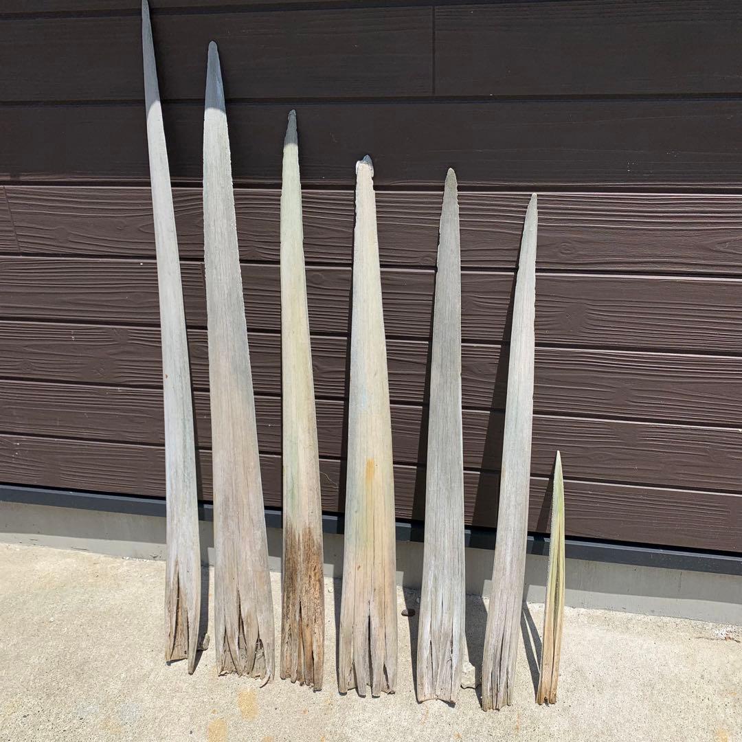 カジキ 角 1m超え