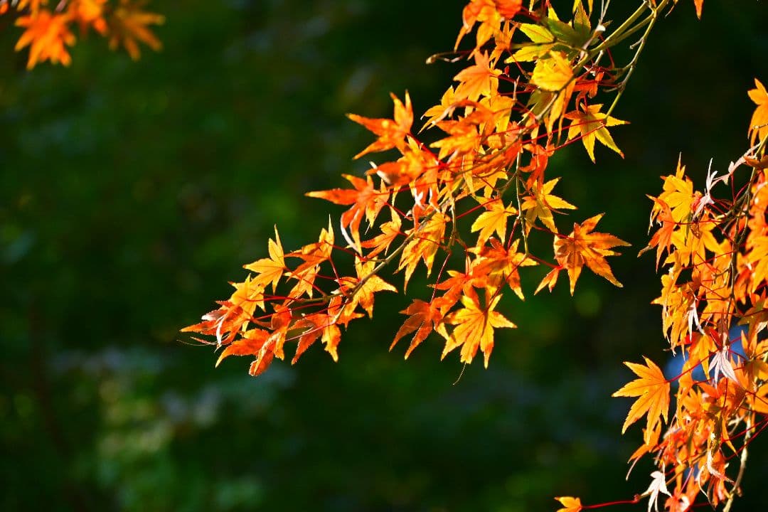 最終値下げ　NIKKOR DX 18-140mm f/3.5-6.3 フード付