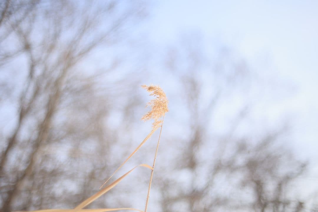 《希少》EBC FUJINON 50mm F1.4 前期型 光学美品【黄変除去】