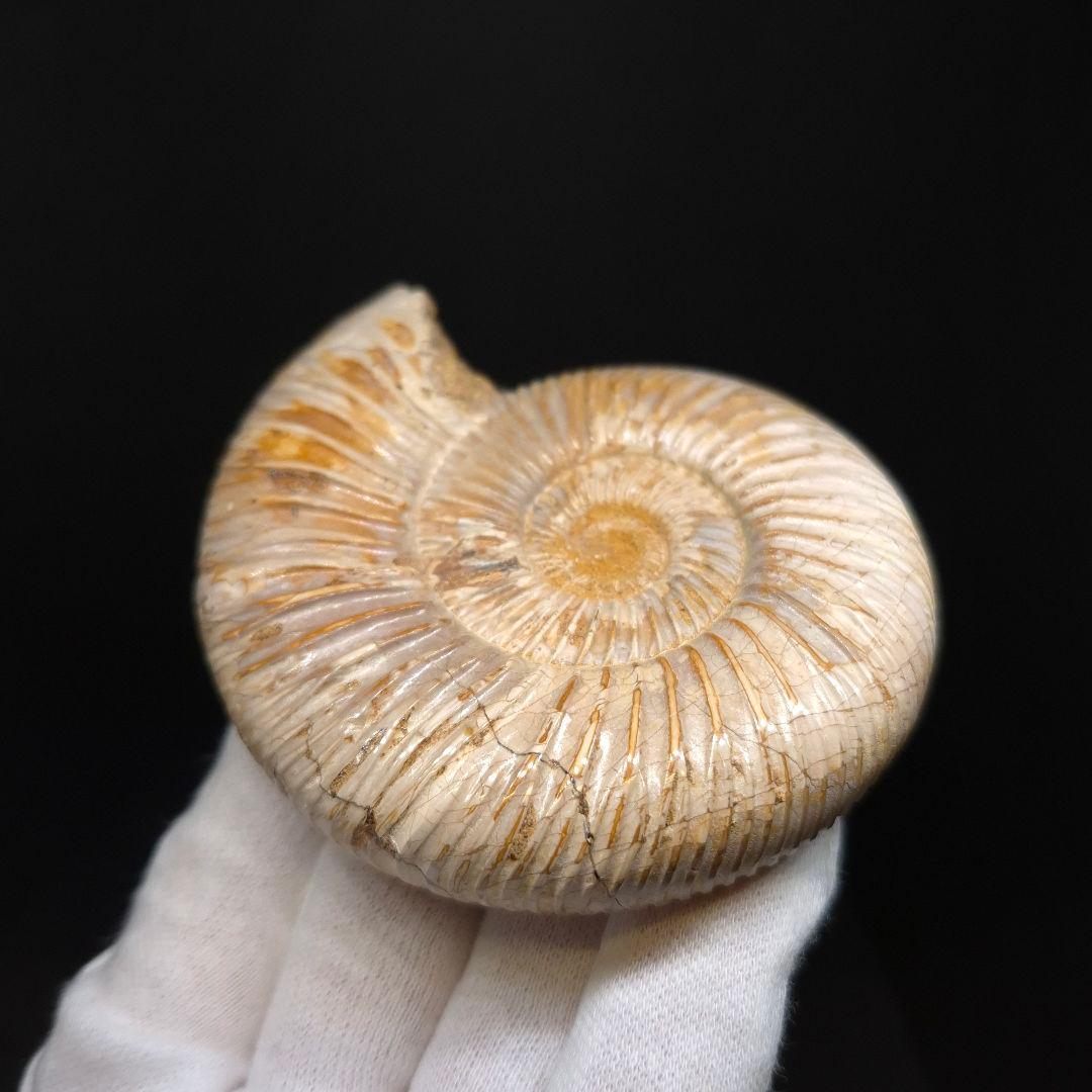 美品 アンモナイト ペリスフィンクテス 化石 本物 80.27mm anp93