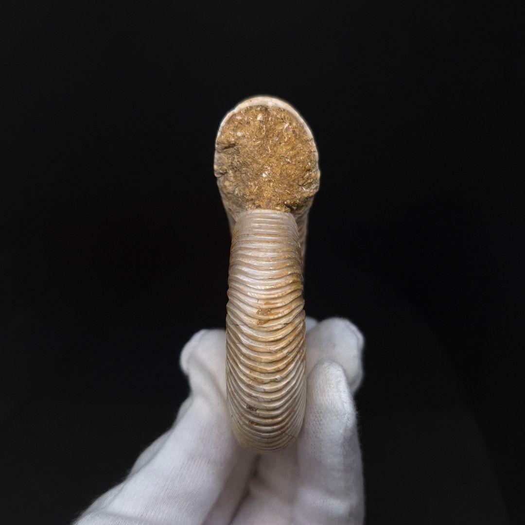 美品 アンモナイト ペリスフィンクテス 化石 本物 80.27mm anp93