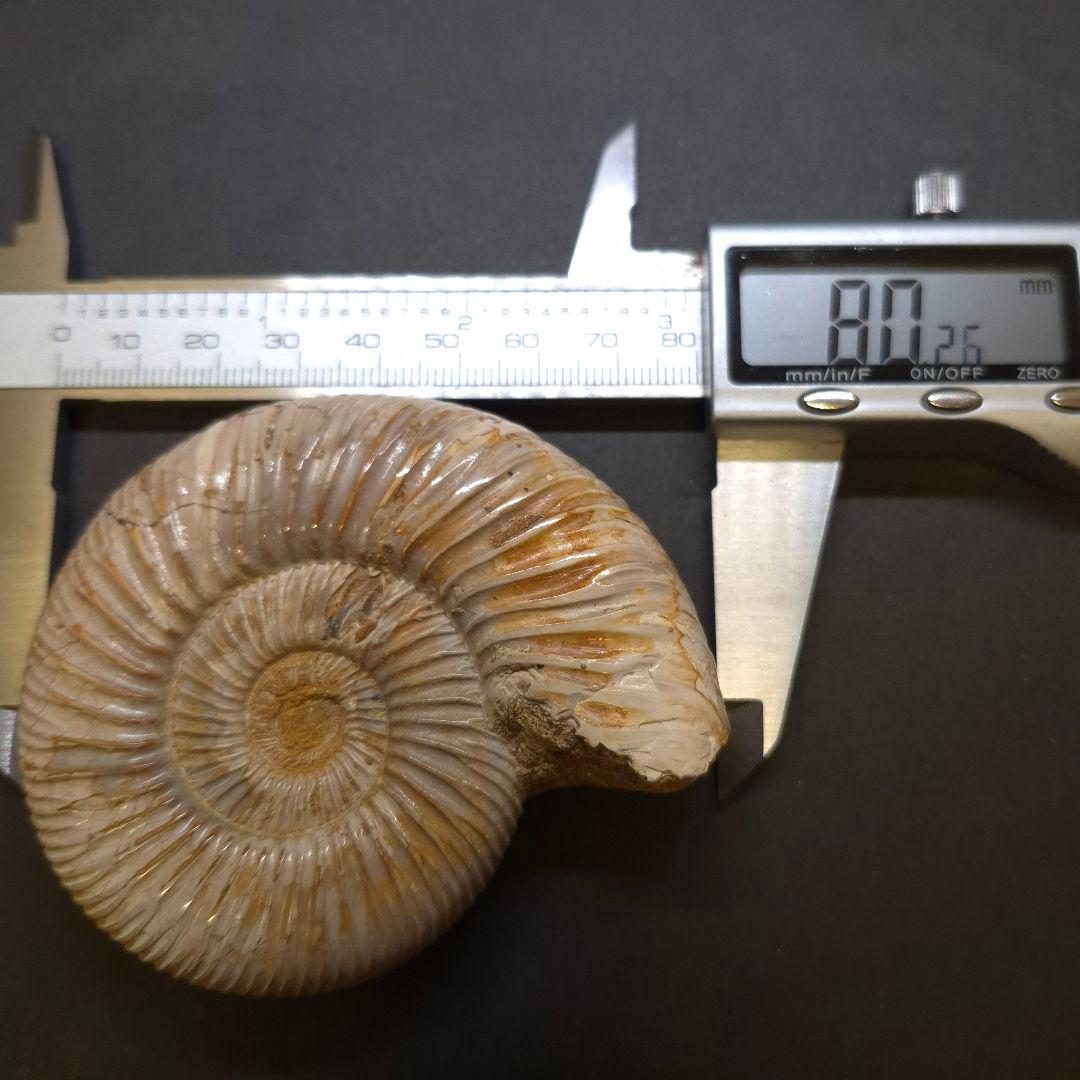 美品 アンモナイト ペリスフィンクテス 化石 本物 80.27mm anp93