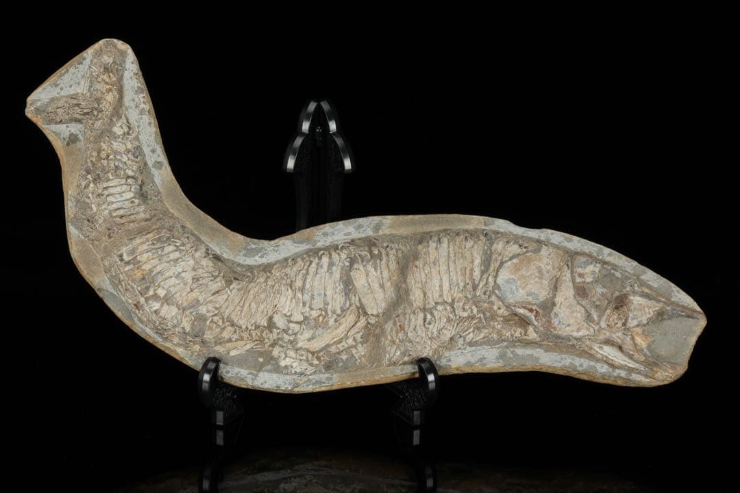 白亜紀前期 サンタナ層産 古代魚化石 魚類化石 クラドキクルス 骨格 標本 白亜紀前期 サンタナ層産 古代魚化石 魚類化石 クラドキクルス 骨格