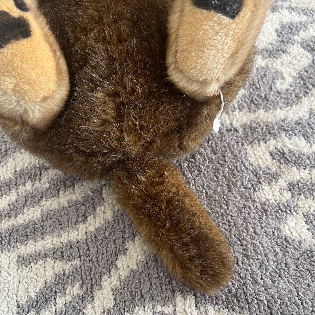 ケーセン　kosen オオカミ　お座り