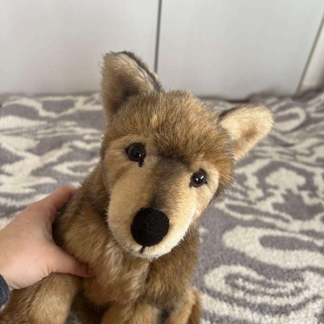 ケーセン　kosen オオカミ　お座り