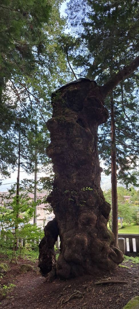 諏訪大社2025年8月8日　下社秋宮.数量限定夜の夏詣特別御朱印4種コンプセット