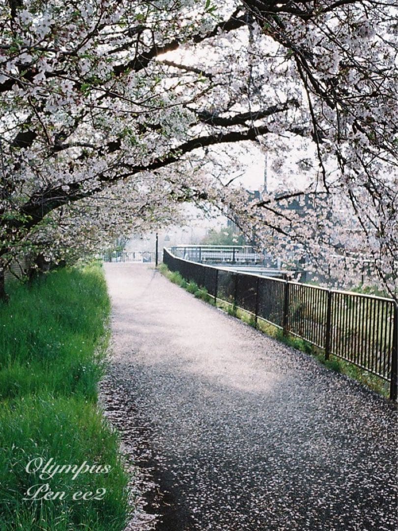 ☆フィルム入門に！☆オリンパスpen ee2 ☆リザード本革グリーン☆初期