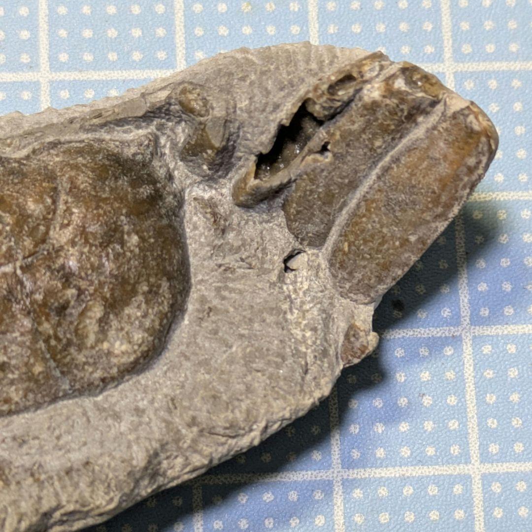 中国産カニ化石 - メルカリ