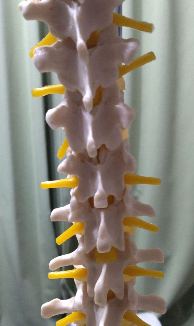脊椎模型 （約73cm スタンド付き）