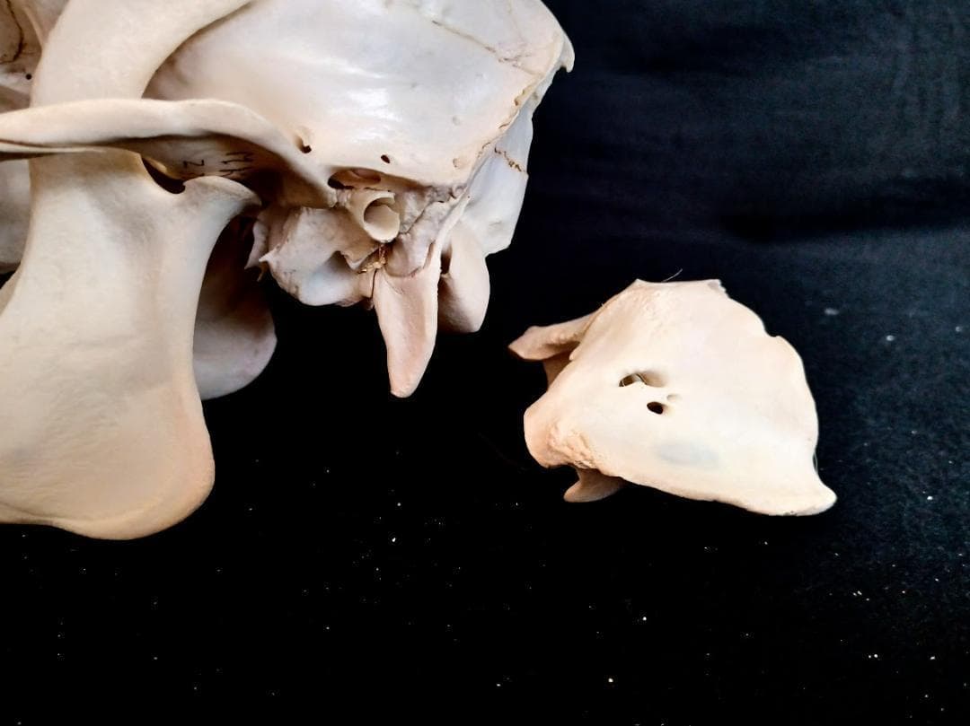 在庫処分特価】種名ニホンジカ♂ 32Kg 頭骨・第一頸椎 骨格標本