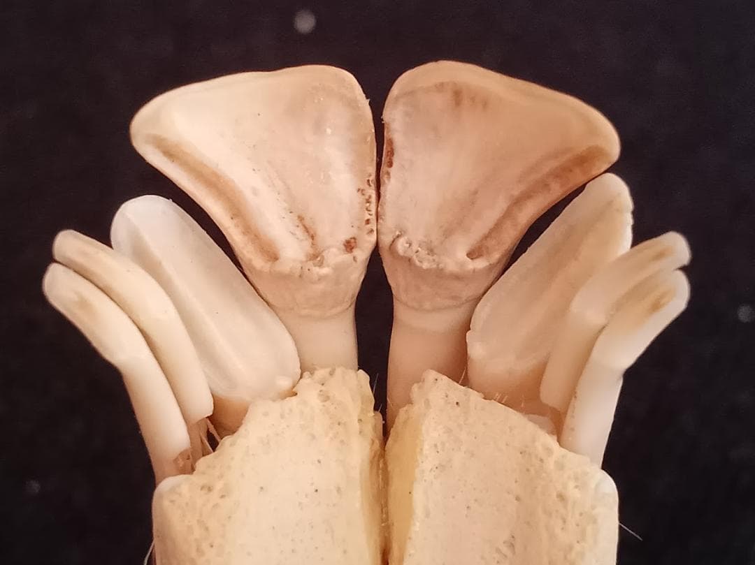 在庫処分特価】種名ニホンジカ♂ 32Kg 頭骨・第一頸椎 骨格標本