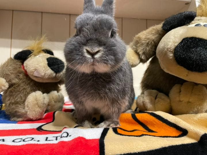 サンライク＊ケンケンぬいぐるみ×2