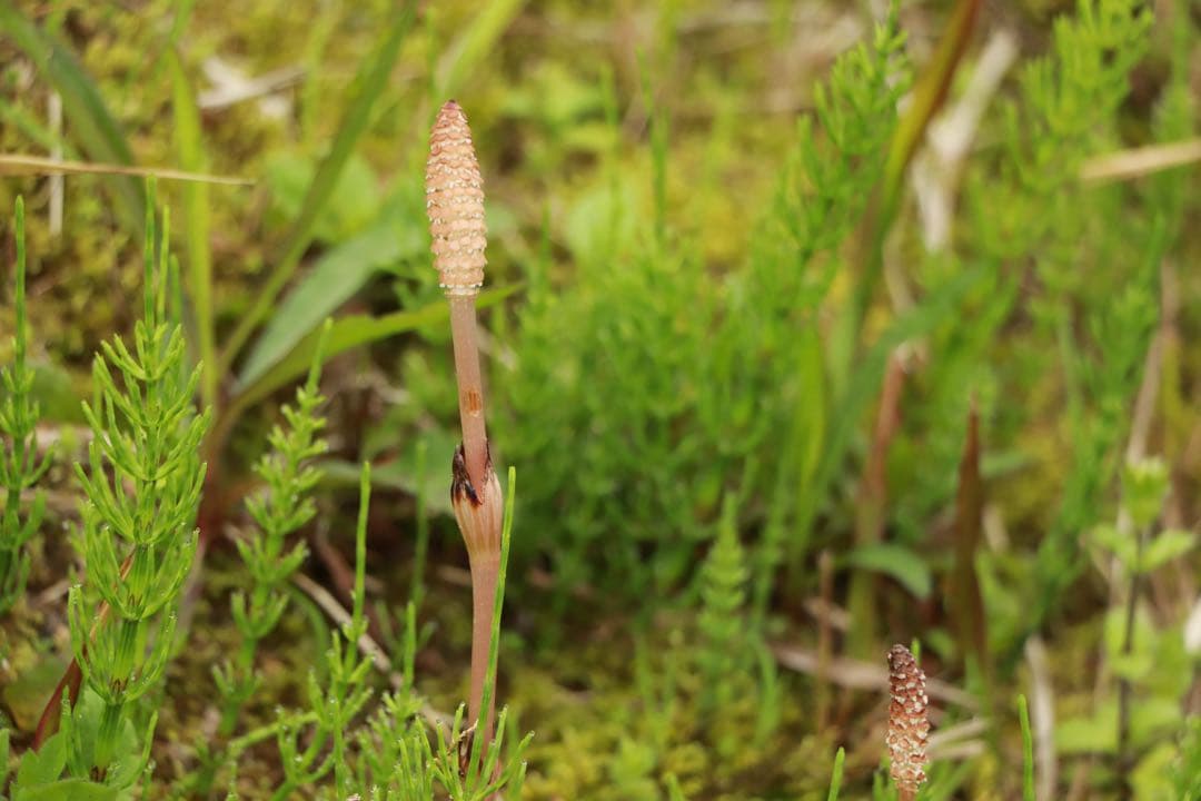 Canon　EFS18-135mm F3.5-5.6 IS STM